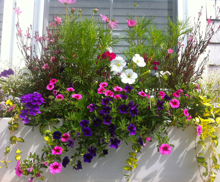 Nantucket Window Boxes and Containers for your Nantucket Home