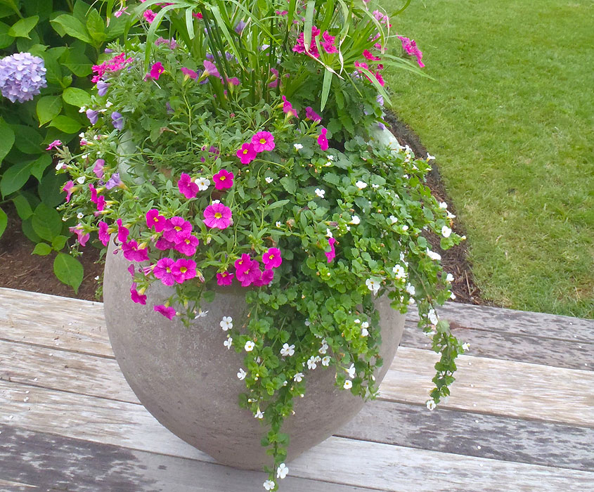 Nantucket Window Boxes and Containers for your Nantucket Home