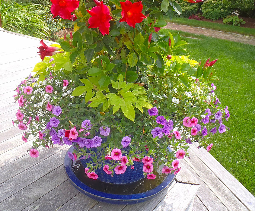 Nantucket Window Boxes and Containers for your Nantucket Home