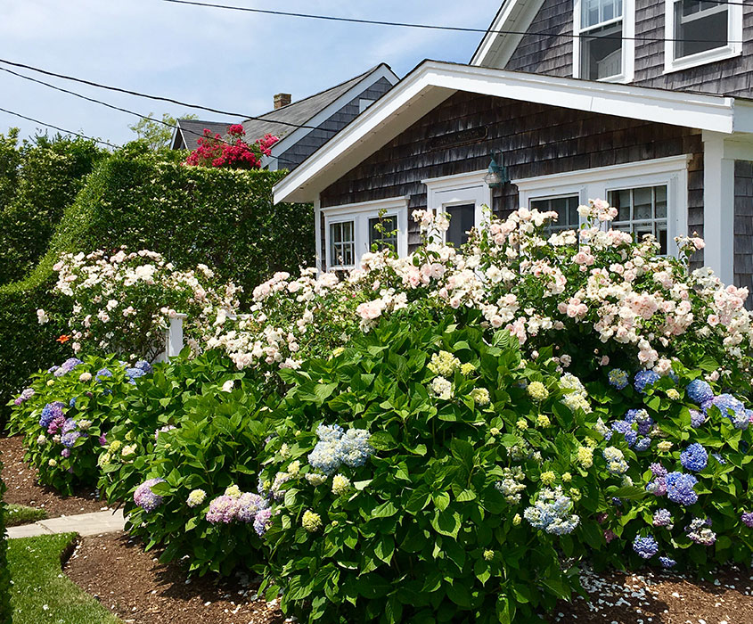 Nantucket Gardeners and Gardening by Chris Oberg Environmental Design